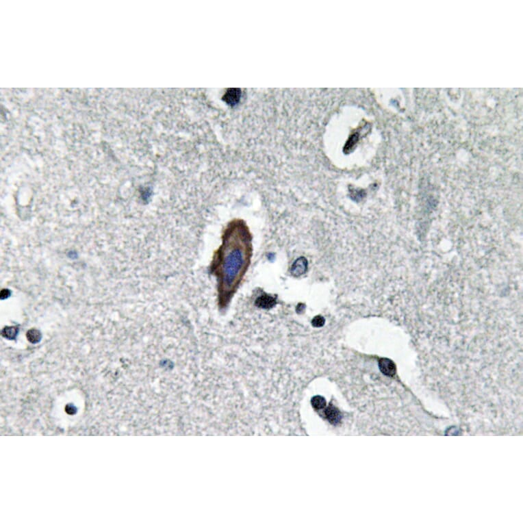 Immunohistochemistry - Anti-AQP0 Antibody (R12-2026) - Antibodies.com