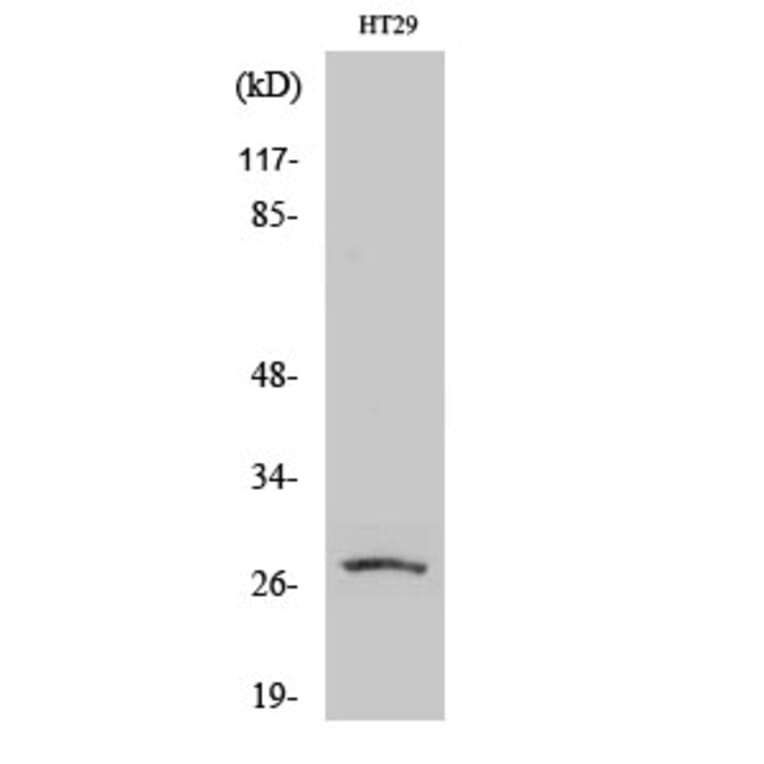 Western Blot - Anti-AQP0 Antibody (R12-2026) - Antibodies.com