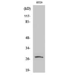 Western Blot - Anti-AQP0 Antibody (R12-2026) - Antibodies.com