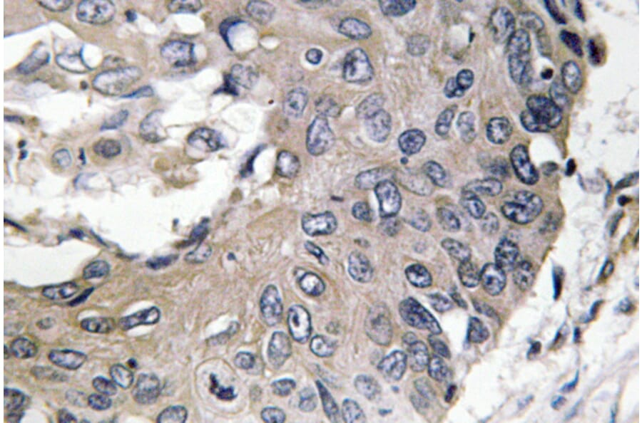 Immunohistochemistry - Anti-ApoE Antibody (R12-2025) - Antibodies.com