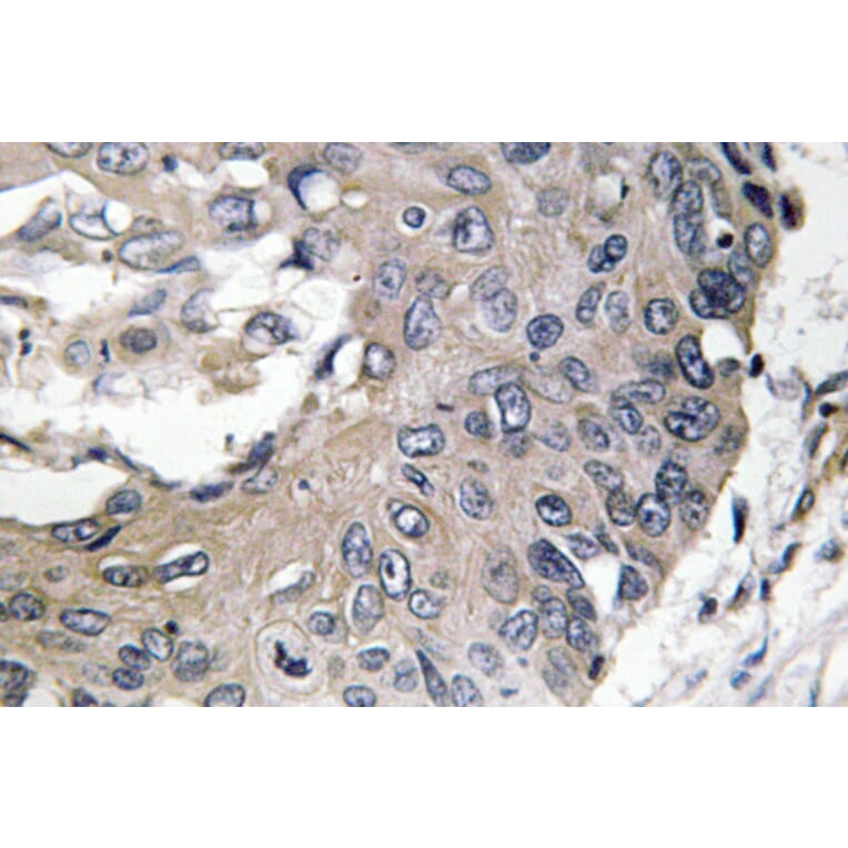 Immunohistochemistry - Anti-ApoE Antibody (R12-2025) - Antibodies.com