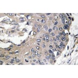 Immunohistochemistry - Anti-ApoE Antibody (R12-2025) - Antibodies.com