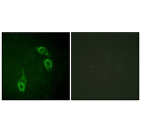 Immunofluorescence - Anti-APC1 Antibody (B1020) - Antibodies.com