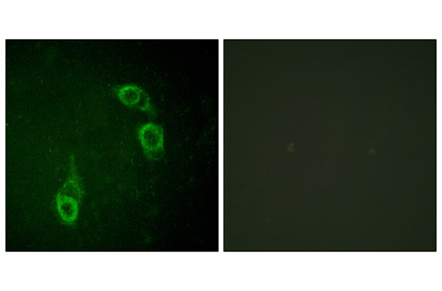 Immunofluorescence - Anti-APC1 Antibody (B1020) - Antibodies.com