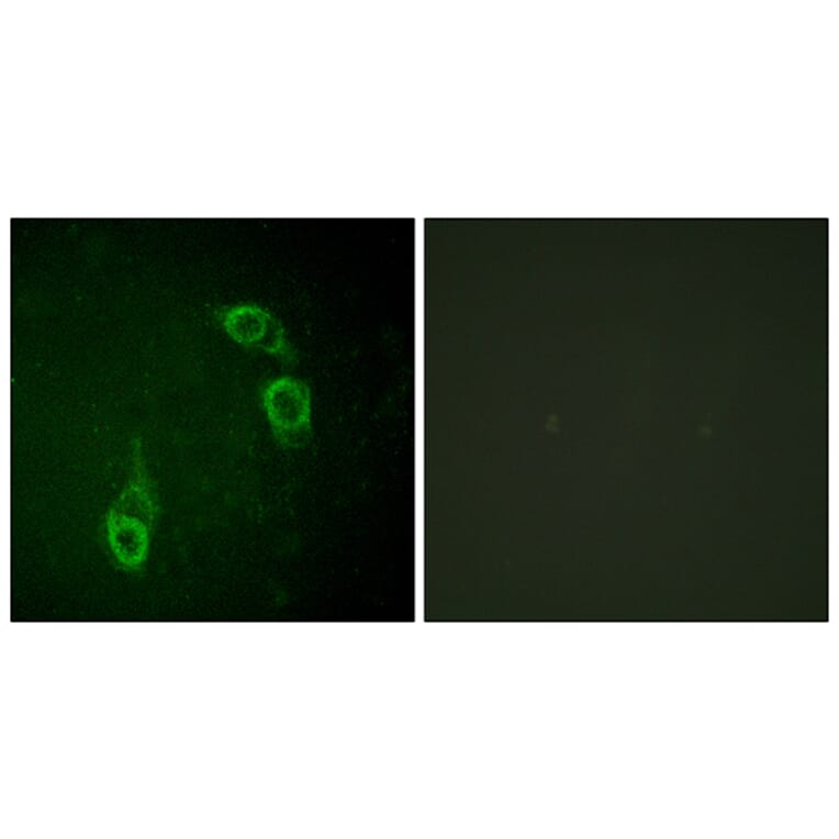 Immunofluorescence - Anti-APC1 Antibody (B1020) - Antibodies.com