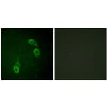 Immunofluorescence - Anti-APC1 Antibody (B1020) - Antibodies.com