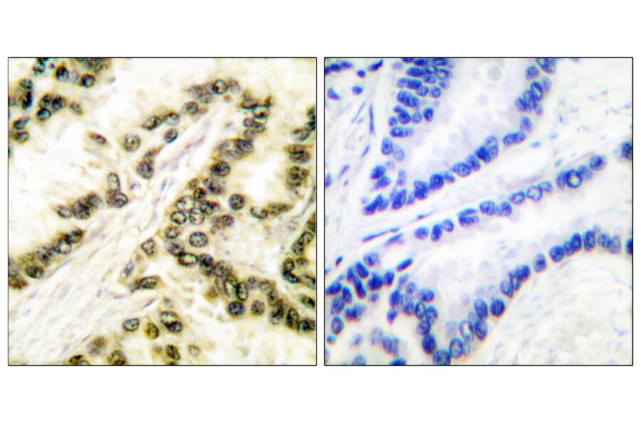 Immunohistochemistry - Anti-AP-2 Antibody (C0127) - Antibodies.com