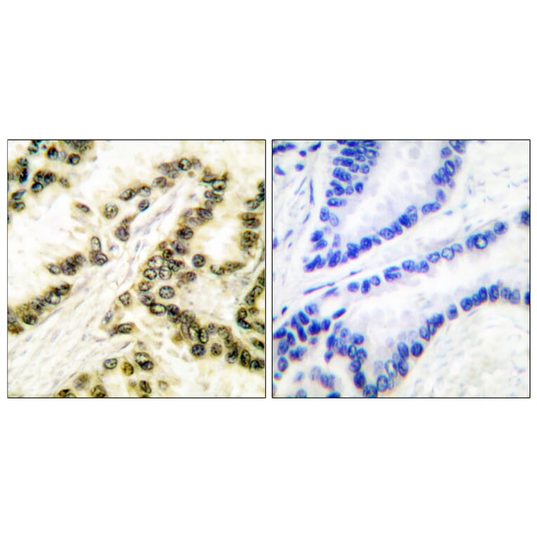 Immunohistochemistry - Anti-AP-2 Antibody (C0127) - Antibodies.com