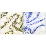 Immunohistochemistry - Anti-AP-2 Antibody (C0127) - Antibodies.com
