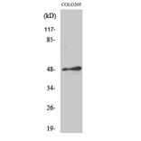 Western Blot - Anti-AP-2 Antibody (C0127) - Antibodies.com
