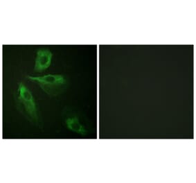 Immunofluorescence - Anti-ADD1 Antibody (B0451) - Antibodies.com
