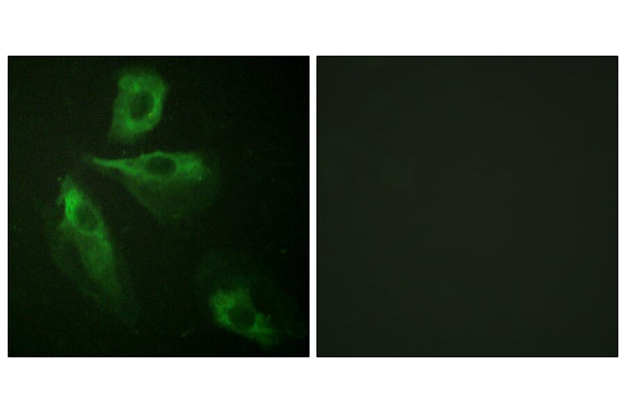 Immunofluorescence - Anti-ADD1 Antibody (B0451) - Antibodies.com