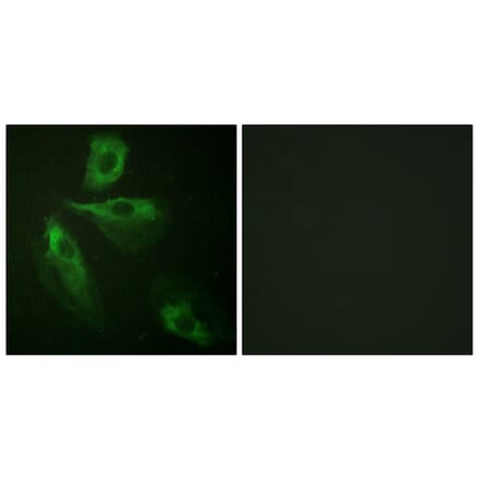 Immunofluorescence - Anti-ADD1 Antibody (B0451) - Antibodies.com