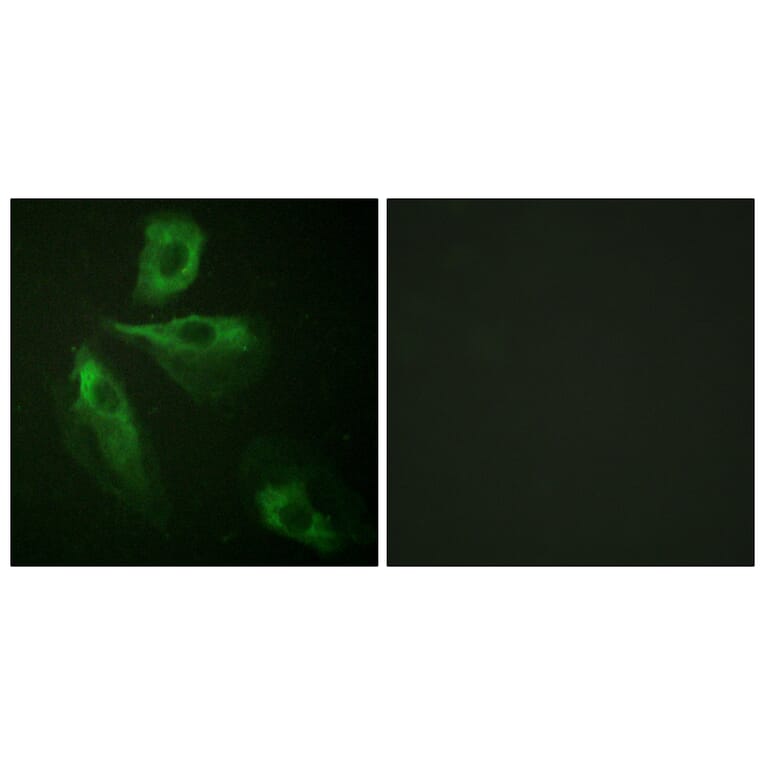 Immunofluorescence - Anti-ADD1 Antibody (B0451) - Antibodies.com