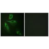 Immunofluorescence - Anti-ADD1 Antibody (B0451) - Antibodies.com