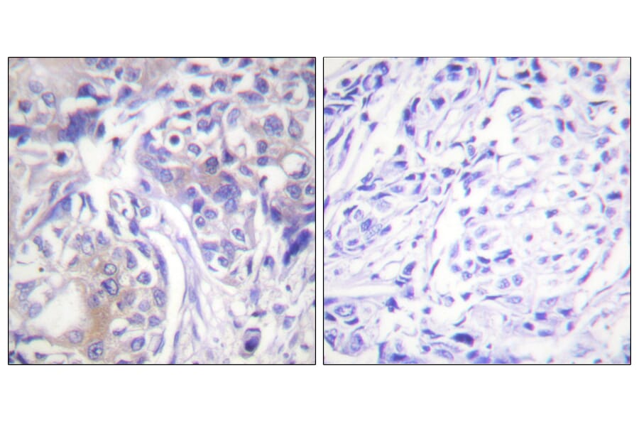 Immunohistochemistry - Anti-ADD1 Antibody (B0451) - Antibodies.com