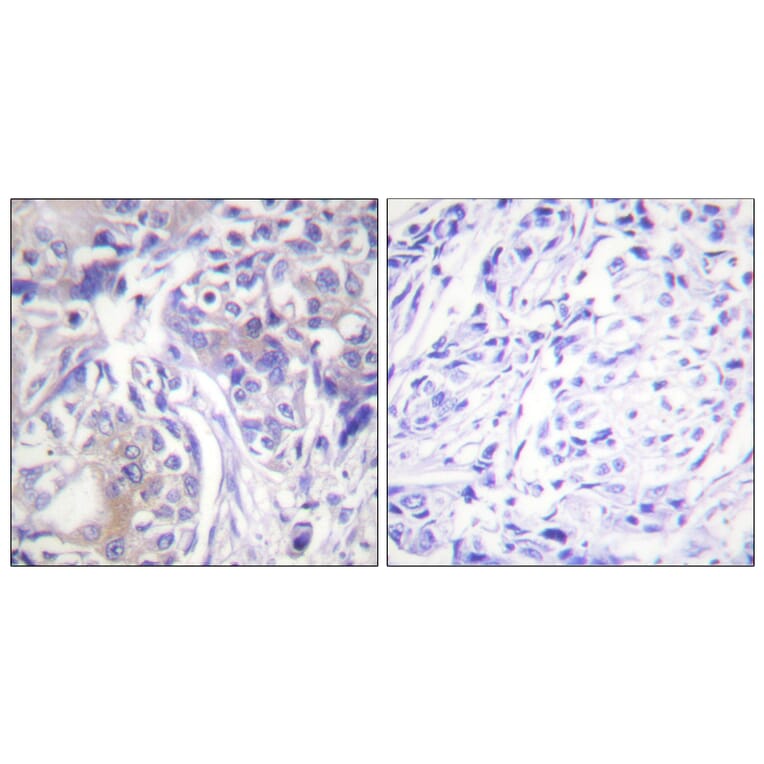 Immunohistochemistry - Anti-ADD1 Antibody (B0451) - Antibodies.com