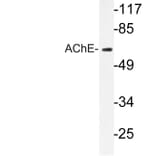 Western Blot - Anti-AChE Antibody (R12-2006) - Antibodies.com
