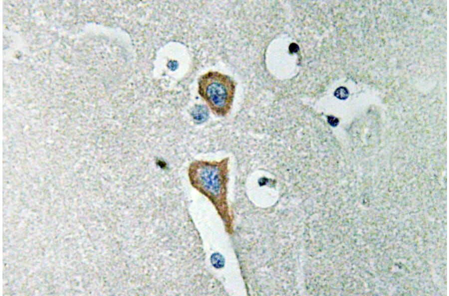Immunohistochemistry - Anti-AChE Antibody (R12-2006) - Antibodies.com