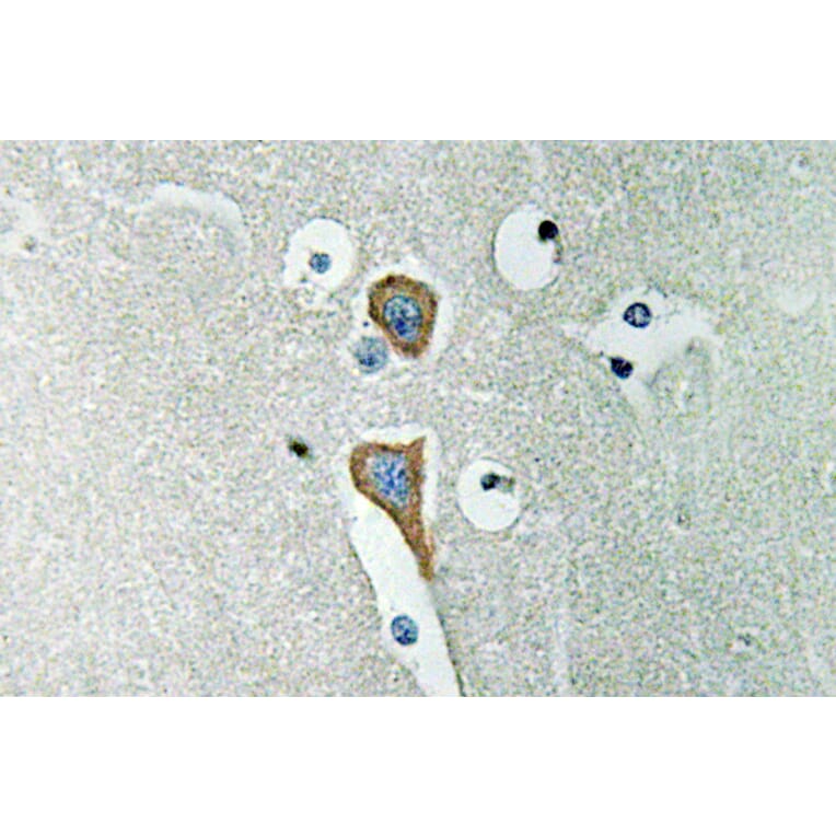 Immunohistochemistry - Anti-AChE Antibody (R12-2006) - Antibodies.com