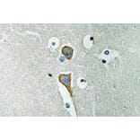 Immunohistochemistry - Anti-AChE Antibody (R12-2006) - Antibodies.com