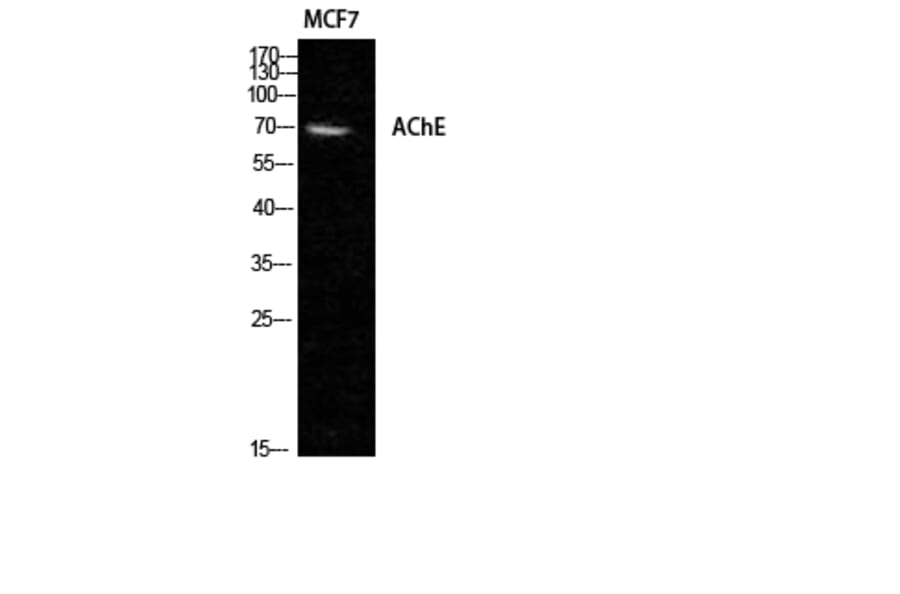 Western Blot - Anti-AChE Antibody (R12-2006) - Antibodies.com