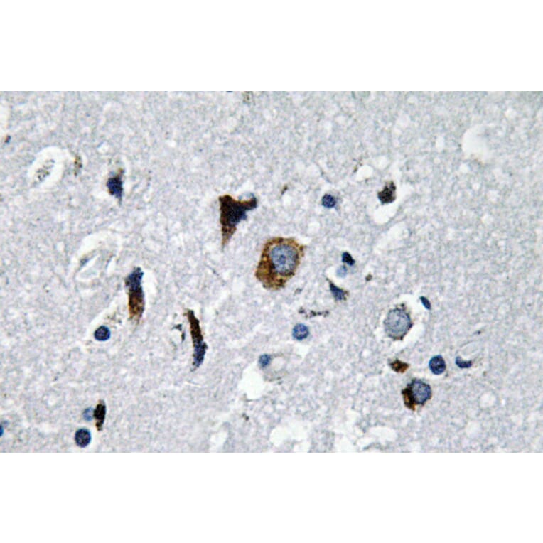 Immunohistochemistry - Anti-ACE1 Antibody (R12-2004) - Antibodies.com