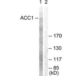 Western Blot - Anti-ACC1 Antibody (B0405) - Antibodies.com