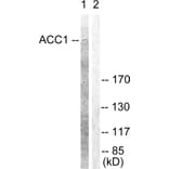 Western Blot - Anti-ACC1 Antibody (B0405) - Antibodies.com