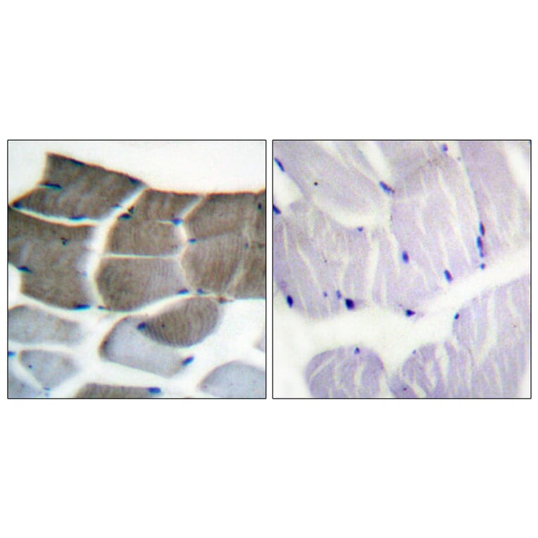 Immunohistochemistry - Anti-ACC1 Antibody (B0405) - Antibodies.com