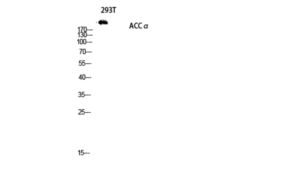 Western Blot - Anti-ACC1 Antibody (B0405) - Antibodies.com