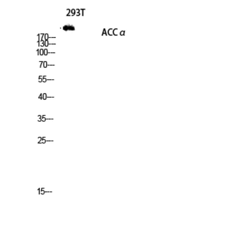 Western Blot - Anti-ACC1 Antibody (B0405) - Antibodies.com