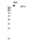 Western Blot - Anti-ACC1 Antibody (B0405) - Antibodies.com