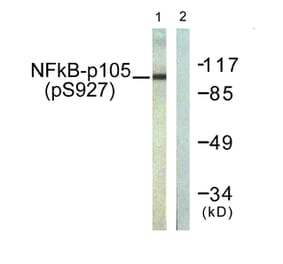 Western Blot - Anti-NF kappa B p105 / p50 (phospho Ser927) Antibody (A0021) - Antibodies.com