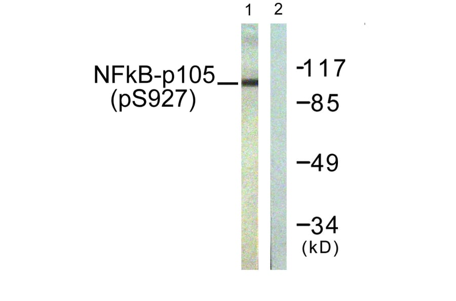Western Blot - Anti-NF kappa B p105 / p50 (phospho Ser927) Antibody (A0021) - Antibodies.com