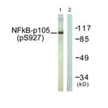 Western Blot - Anti-NF kappa B p105 / p50 (phospho Ser927) Antibody (A0021) - Antibodies.com