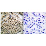 Immunohistochemistry - Anti-NF kappa B p105 / p50 (phospho Ser927) Antibody (A0021) - Antibodies.com