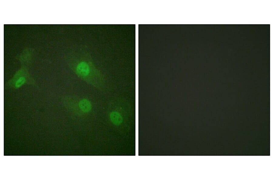 Immunofluorescence - Anti-NF kappa B p105 / p50 (phospho Ser927) Antibody (A0021) - Antibodies.com