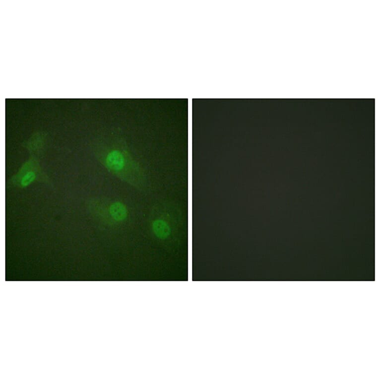 Immunofluorescence - Anti-NF kappa B p105 / p50 (phospho Ser927) Antibody (A0021) - Antibodies.com