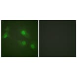 Immunofluorescence - Anti-NF kappa B p105 / p50 (phospho Ser927) Antibody (A0021) - Antibodies.com