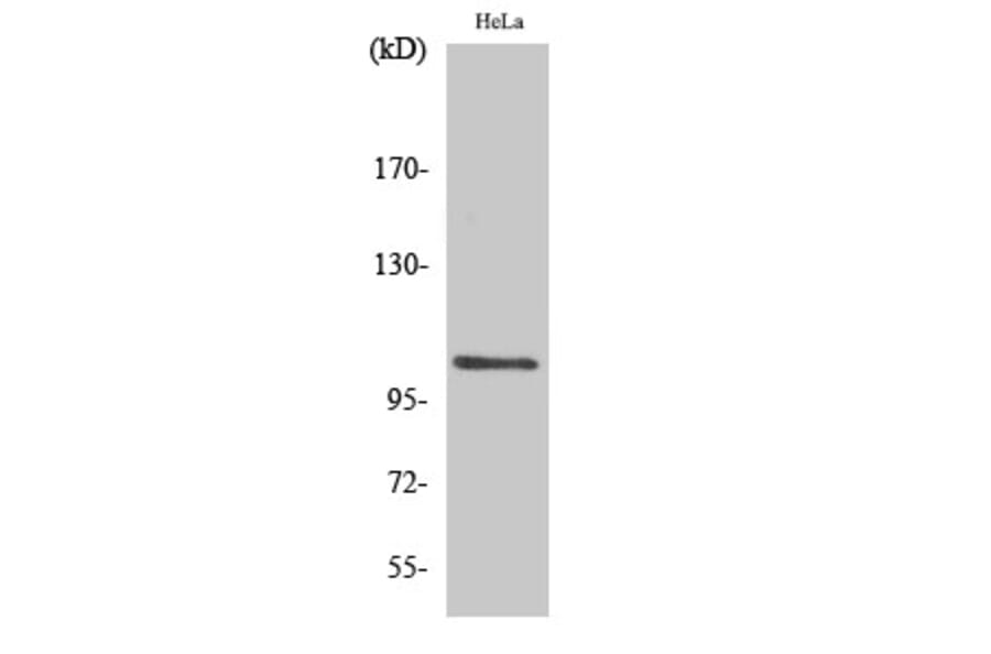 Western Blot - Anti-NF kappa B p105 / p50 (phospho Ser927) Antibody (A0021) - Antibodies.com