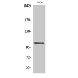 Western Blot - Anti-NF kappa B p105 / p50 (phospho Ser927) Antibody (A0021) - Antibodies.com