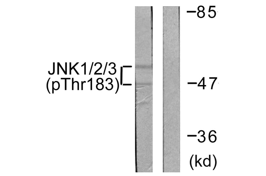 Western Blot - Anti-JNK1 + JNK2 + JNK3 (phospho Thr183+Tyr185) Antibody (A0500) - Antibodies.com