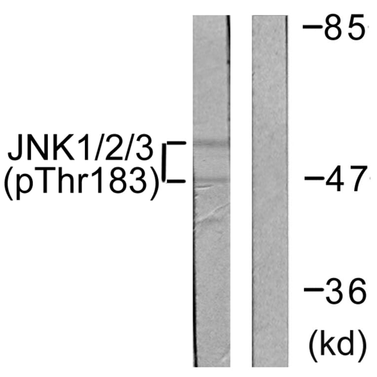 Western Blot - Anti-JNK1 + JNK2 + JNK3 (phospho Thr183+Tyr185) Antibody (A0500) - Antibodies.com