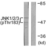 Western Blot - Anti-JNK1 + JNK2 + JNK3 (phospho Thr183+Tyr185) Antibody (A0500) - Antibodies.com