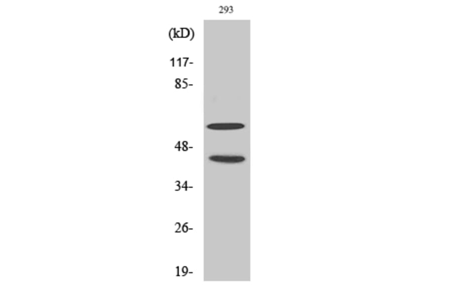 Western Blot - Anti-JNK1 + JNK2 + JNK3 (phospho Thr183+Tyr185) Antibody (A0500) - Antibodies.com