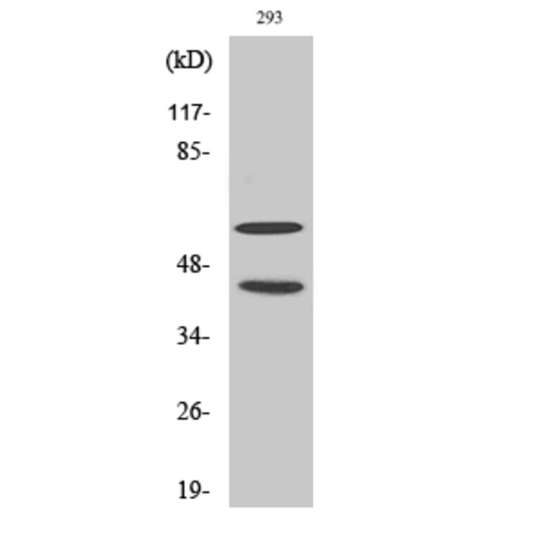 Western Blot - Anti-JNK1 + JNK2 + JNK3 (phospho Thr183+Tyr185) Antibody (A0500) - Antibodies.com