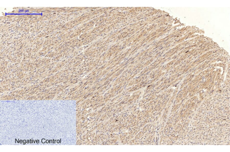 Immunohistochemistry - Anti-JNK1 + JNK2 + JNK3 (phospho Thr183+Tyr185) Antibody (A0500) - Antibodies.com