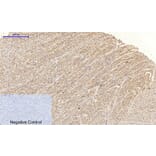 Immunohistochemistry - Anti-JNK1 + JNK2 + JNK3 (phospho Thr183+Tyr185) Antibody (A0500) - Antibodies.com