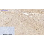 Immunohistochemistry - Anti-JNK1 + JNK2 + JNK3 (phospho Thr183+Tyr185) Antibody (A0500) - Antibodies.com